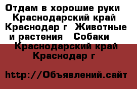 Отдам в хорошие руки - Краснодарский край, Краснодар г. Животные и растения » Собаки   . Краснодарский край,Краснодар г.